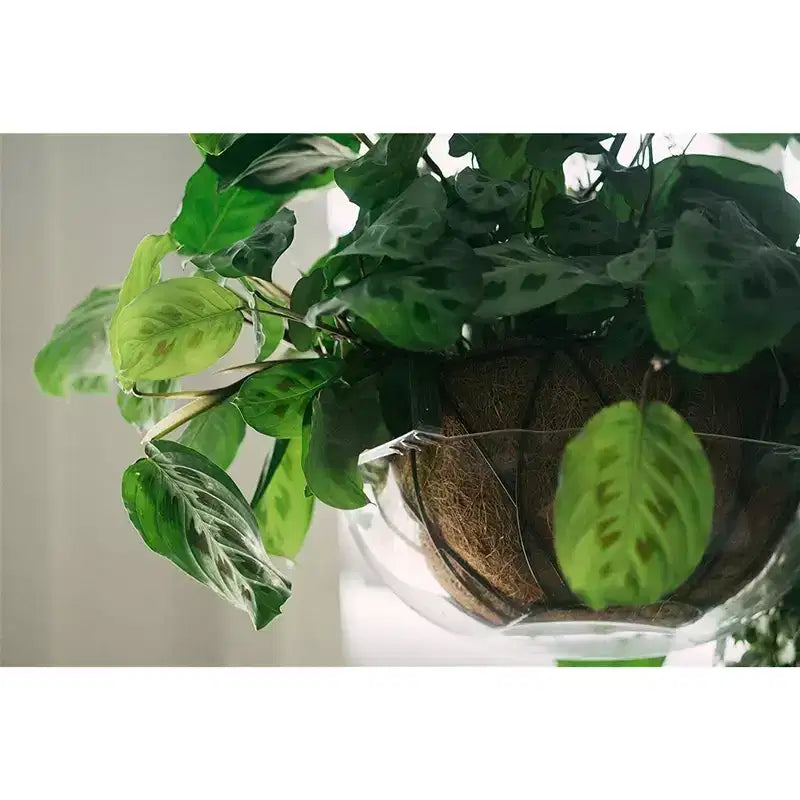Soucoupe anti-goutte pour panier suspendu, transparente, 30-35 cm